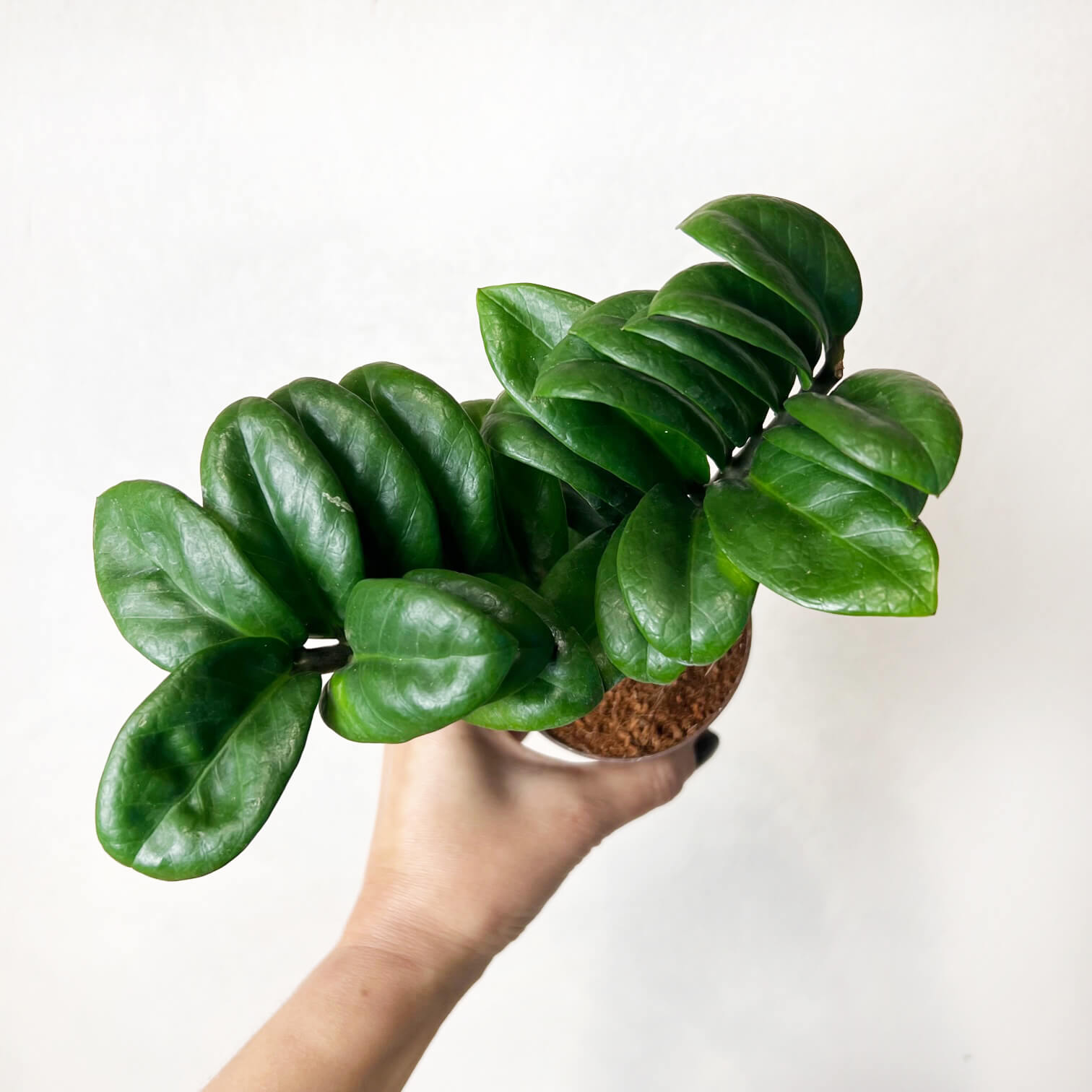 Zamioculcas Zamiifolia Zenzi