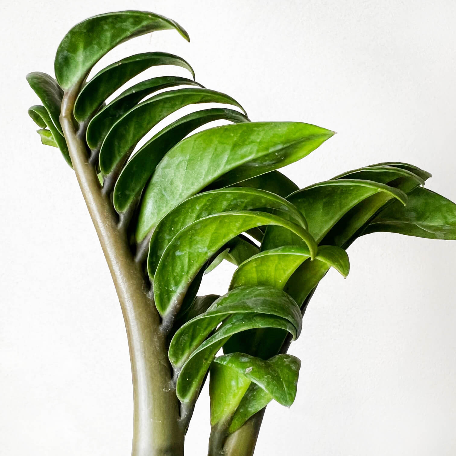 Zamioculcas Zamiifolia Zenzi