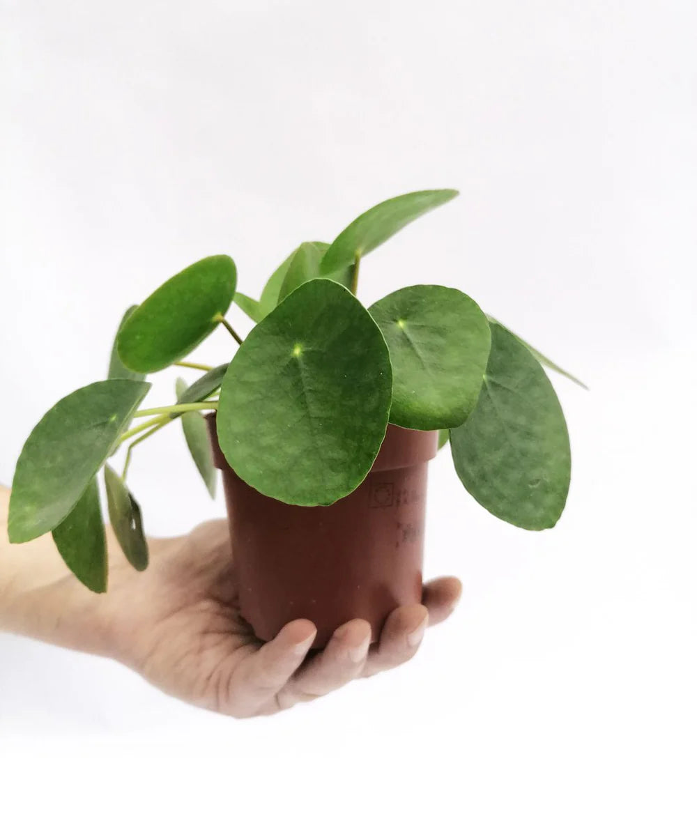 KOKE/Pilea