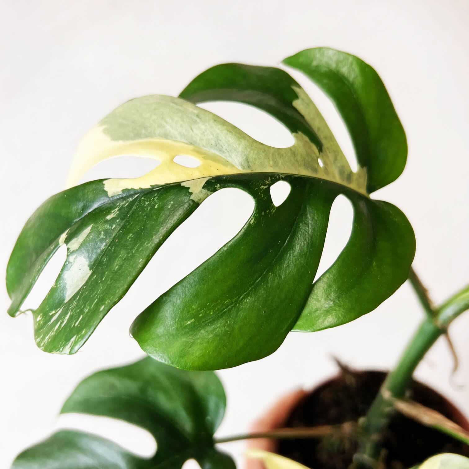 Rhaphidophora Tetrasperma Variegata (Monstera Minima)