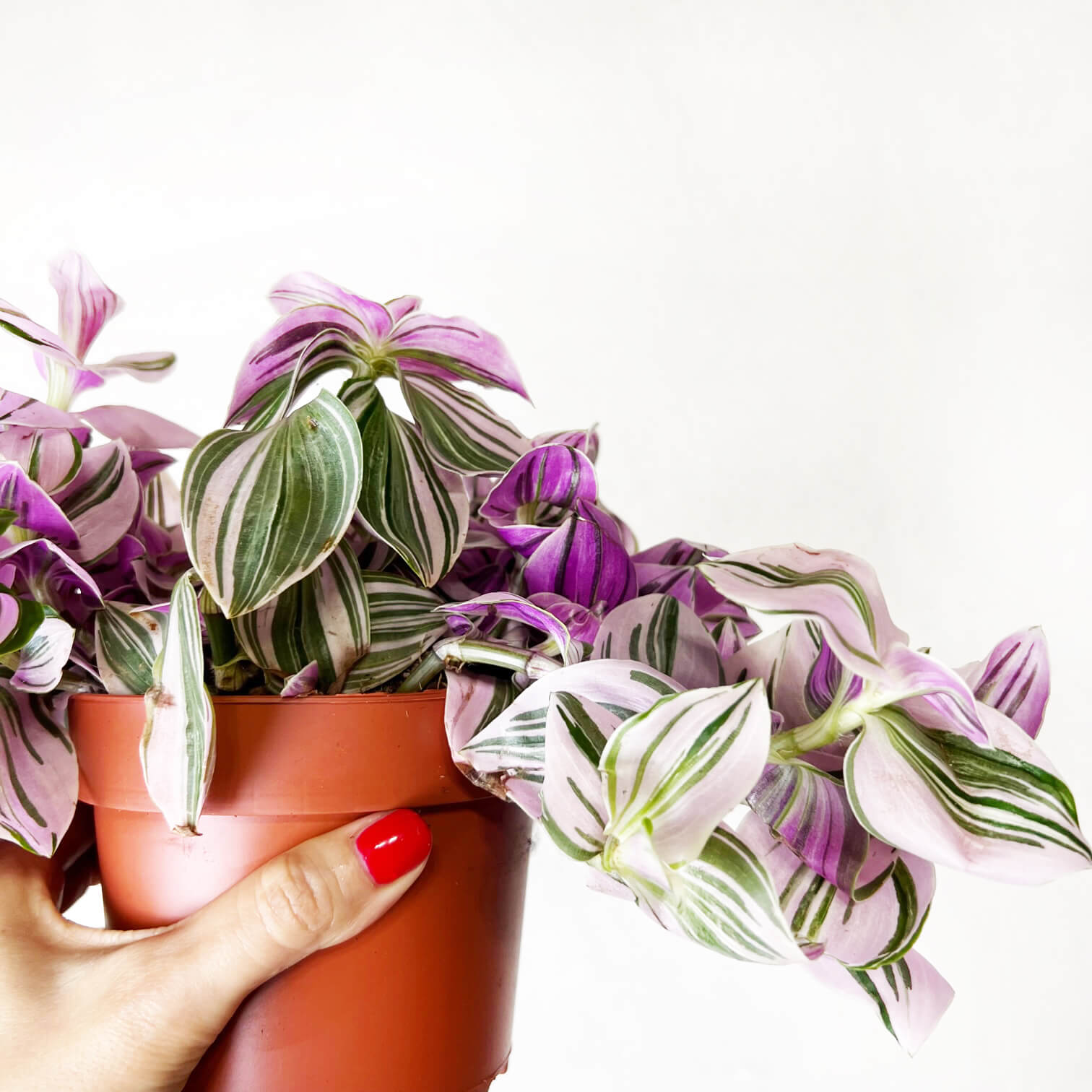 Tradescantia Unicorn