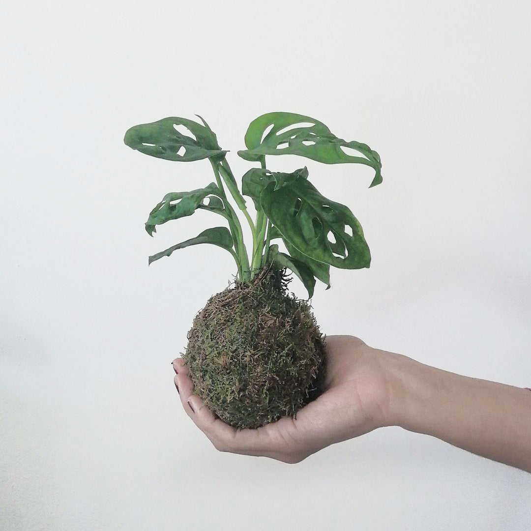 baby KOKE/Monstera Adansonii