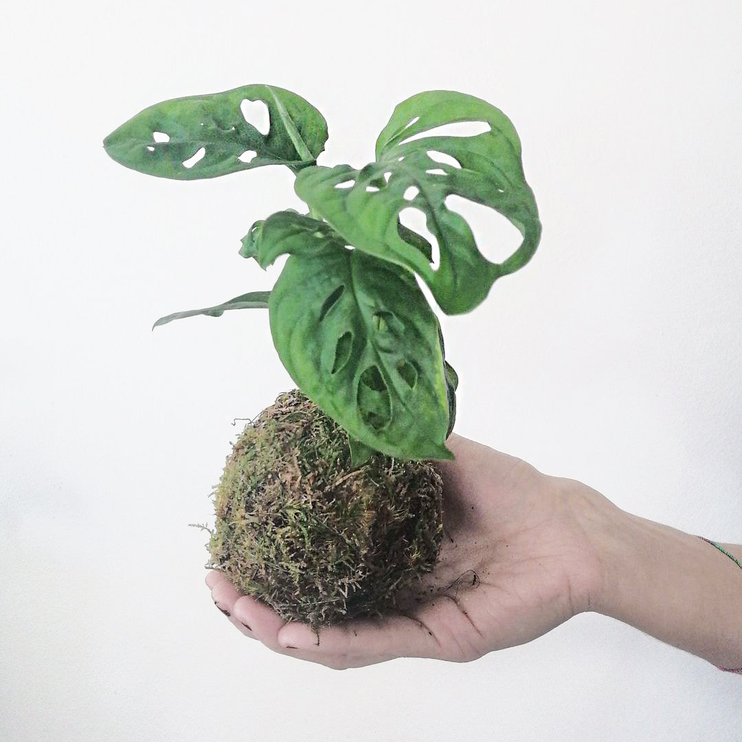 baby KOKE/Monstera Adansonii