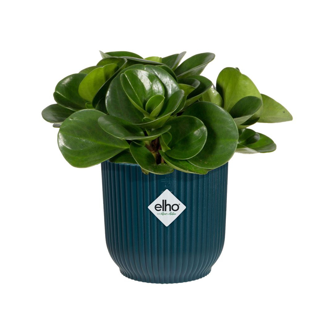 Vaso per piante ELHO Vibes blu intenso 16 cm – La Green Touch
